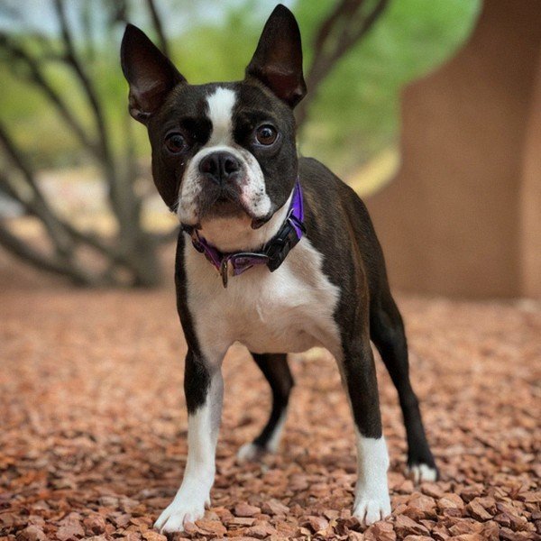 boston terrier in Scottsdale, Arizona