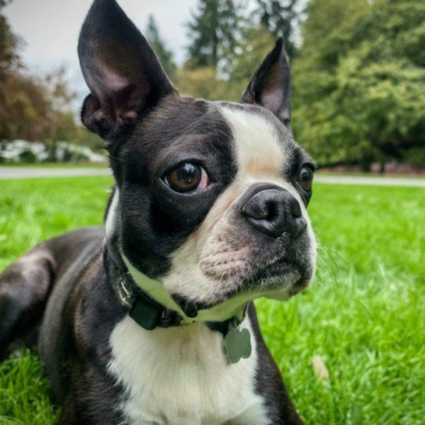 boston terrier in Seattle, Washington