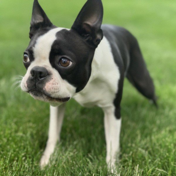 boston terrier in Sioux Falls, South Dakota