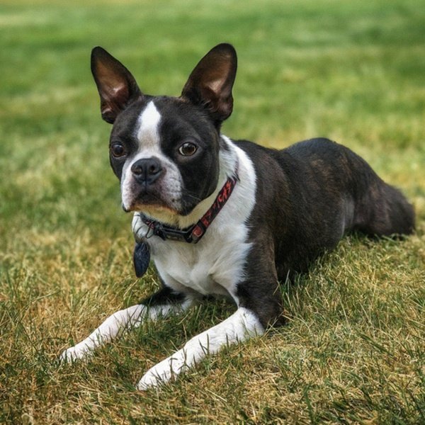 boston terrier in Spokane, Washington