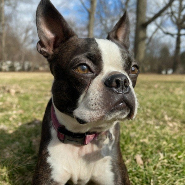 boston terrier in Springfield, Massachusetts