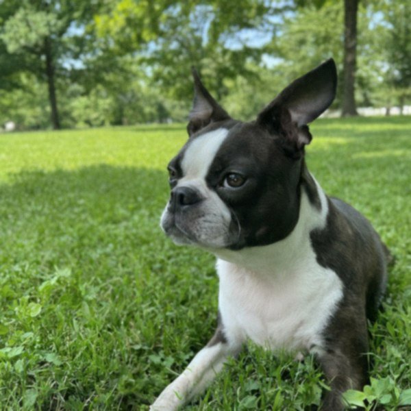 boston terrier in St. Louis, Missouri