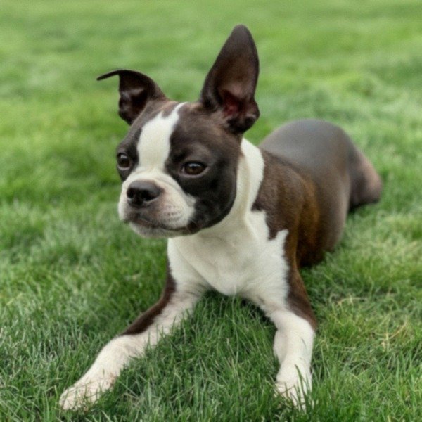 boston terrier in Tacoma, Washington