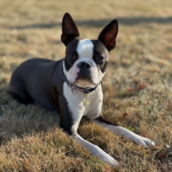 boston terrier in Toledo, Ohio