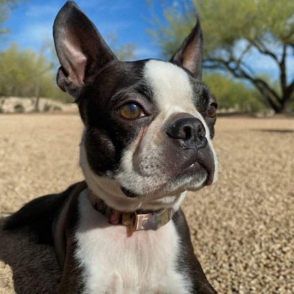 boston terrier in Tucson, Arizona