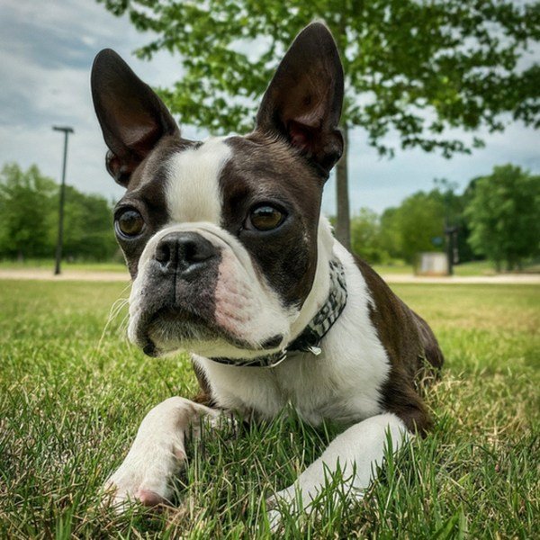 boston terrier in Tulsa, Oklahoma
