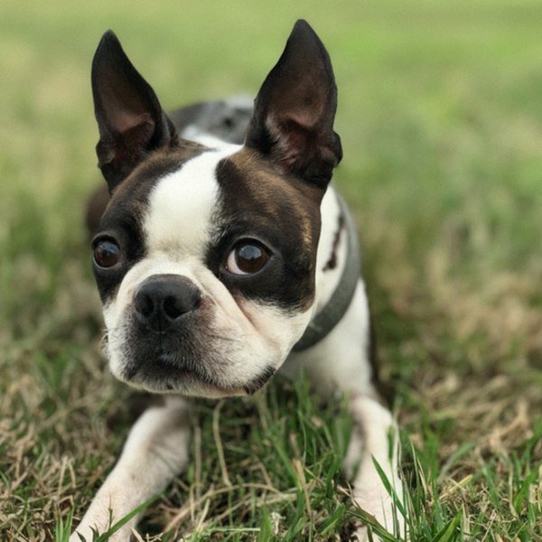 boston terrier in Virginia Beach, Virginia