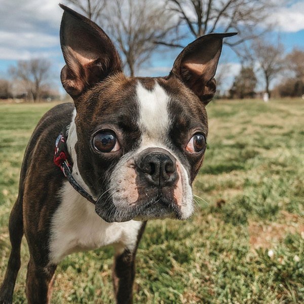 boston terrier in Wichita, Kansas