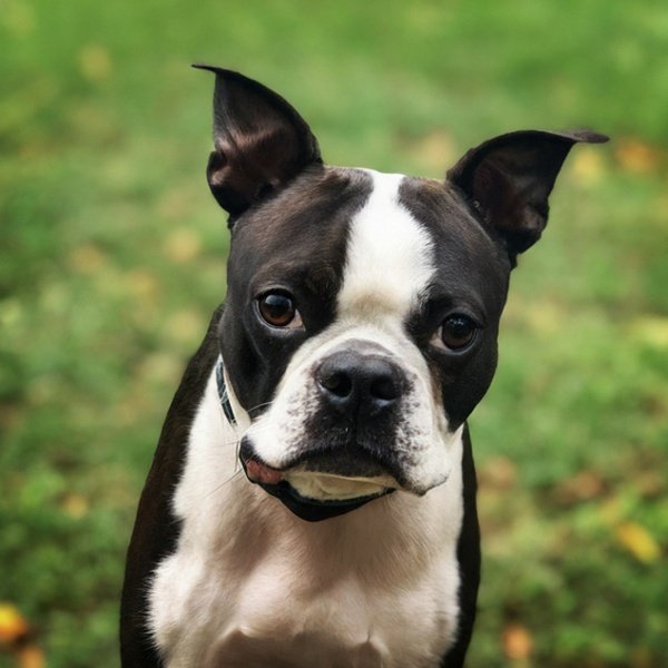 boston terrier in Winston–Salem, North Carolina