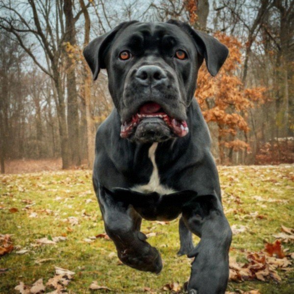 cane corso in Akron, Ohio