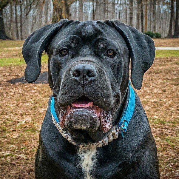cane corso in Atlanta, Georgia