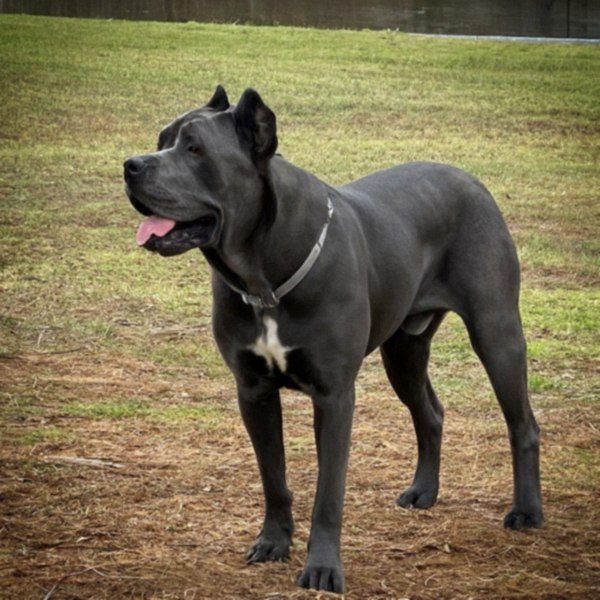 cane corso in Augusta, Georgia