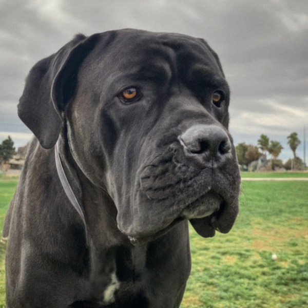 cane corso in Bakersfield, California