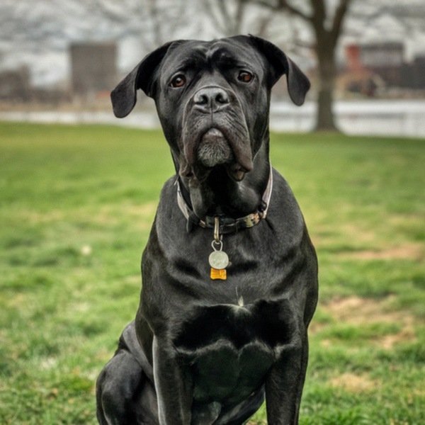 cane corso in Baltimore, Maryland