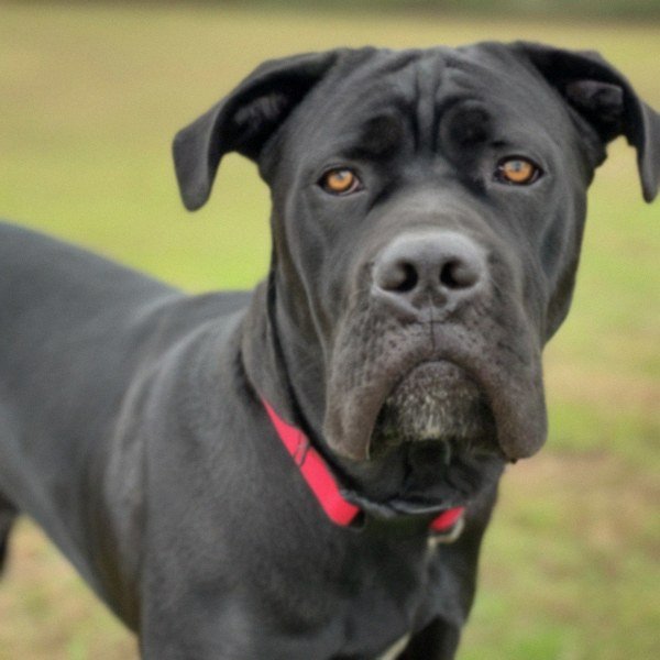 cane corso in Baton Rouge, Louisiana