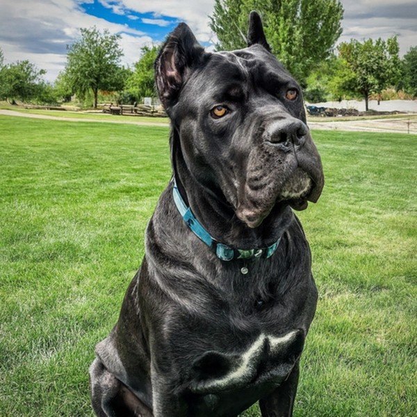 cane corso in Boise, Idaho