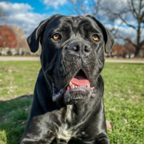 cane corso in Boston, Massachusetts