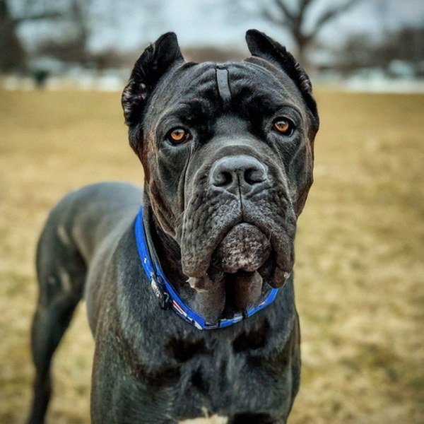 cane corso in Buffalo, New York