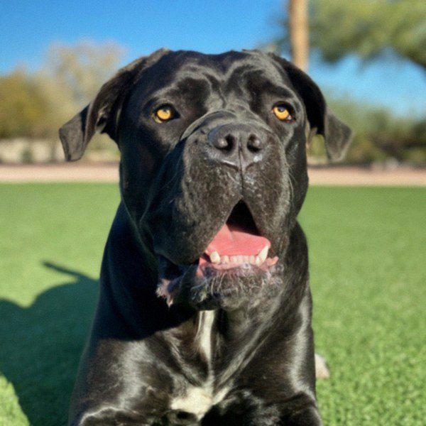 cane corso in Chandler, Arizona