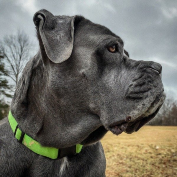 cane corso in Chesapeake, Virginia