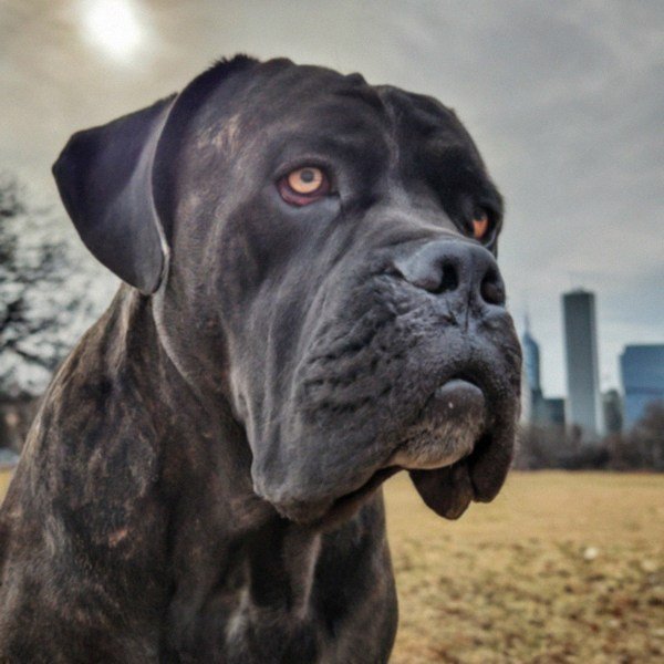 cane corso in Chicago, Illinois