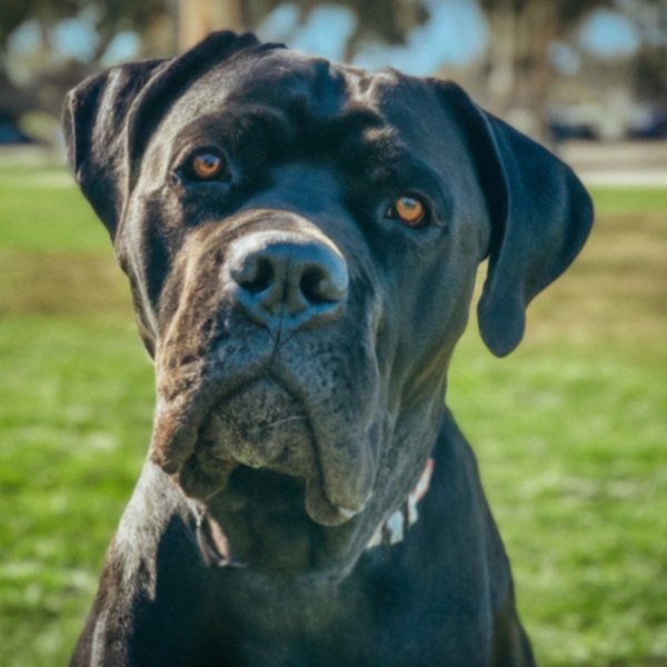 cane corso in Chula Vista, California