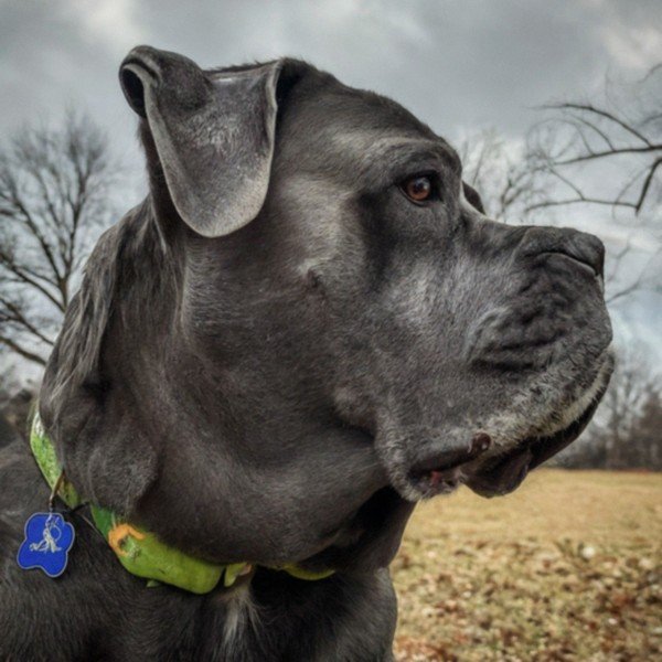 cane corso in Cincinnati, Ohio