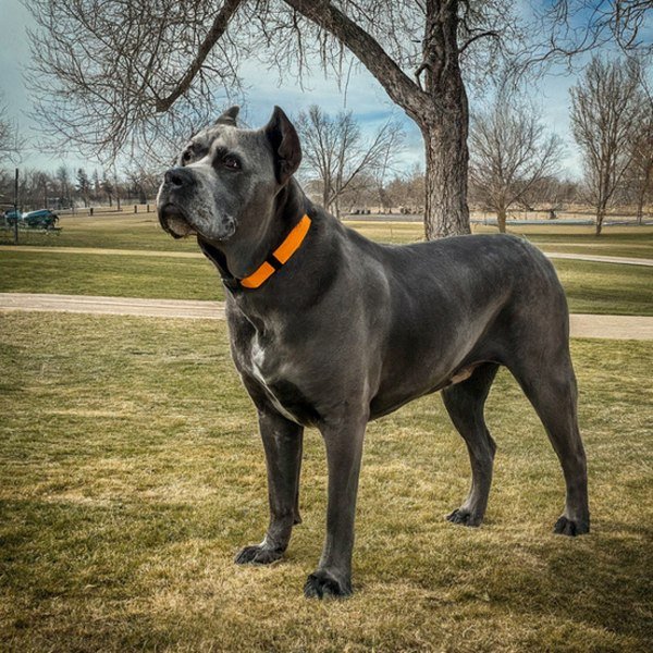 cane corso in Denver, Colorado