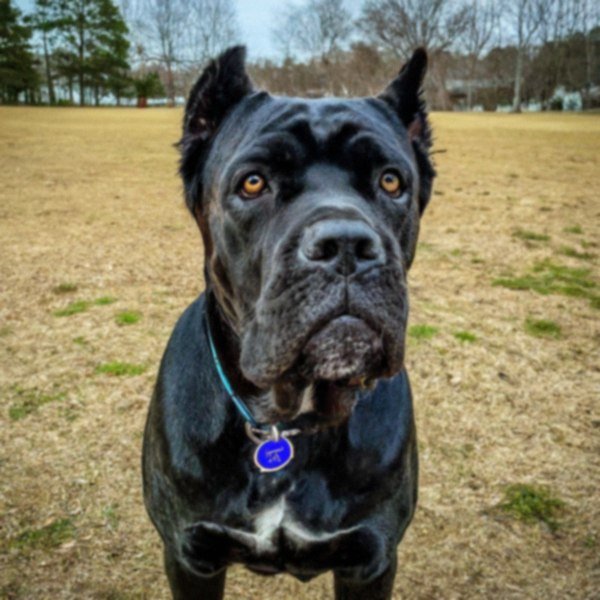 cane corso in Durham, North Carolina