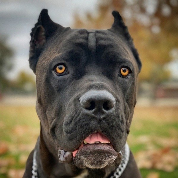 cane corso in Elk Grove, California
