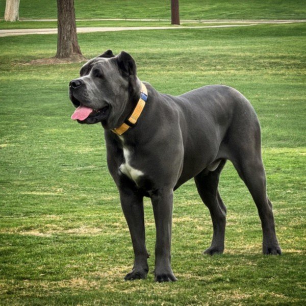 cane corso in Escondido, California