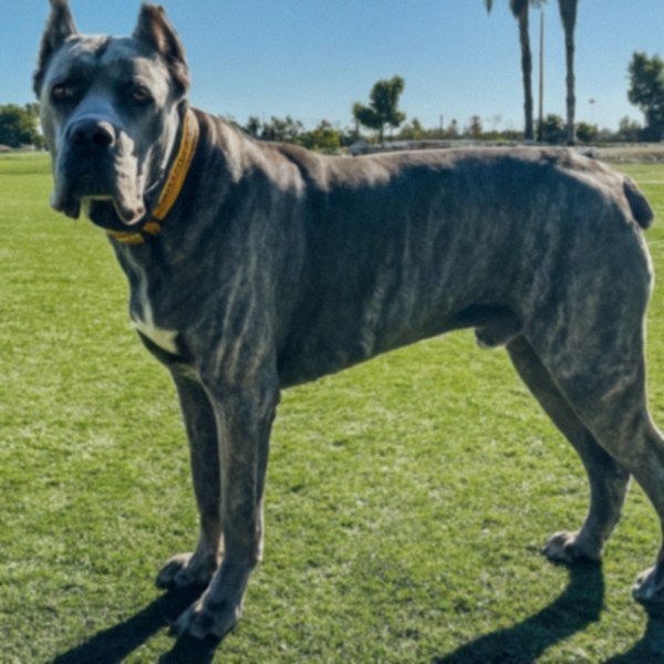cane corso in Fontana, California