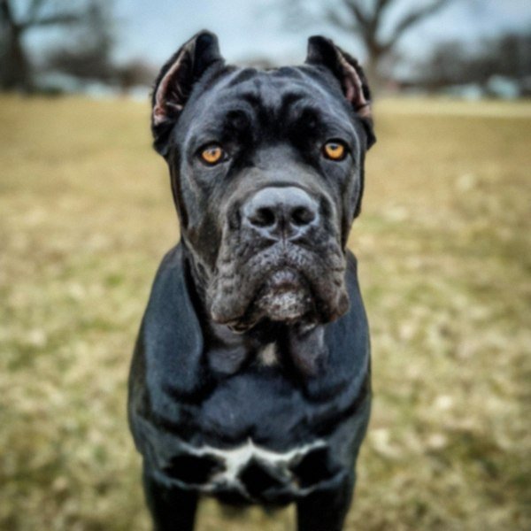 cane corso in Fort Wayne, Indiana