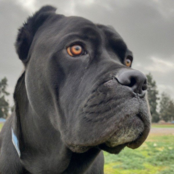 cane corso in Fremont, California