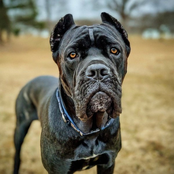 cane corso in Greensboro, North Carolina