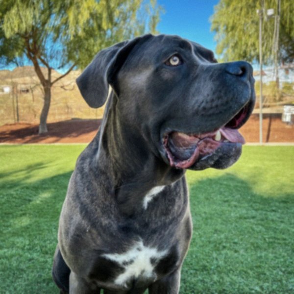 cane corso in Henderson, Nevada