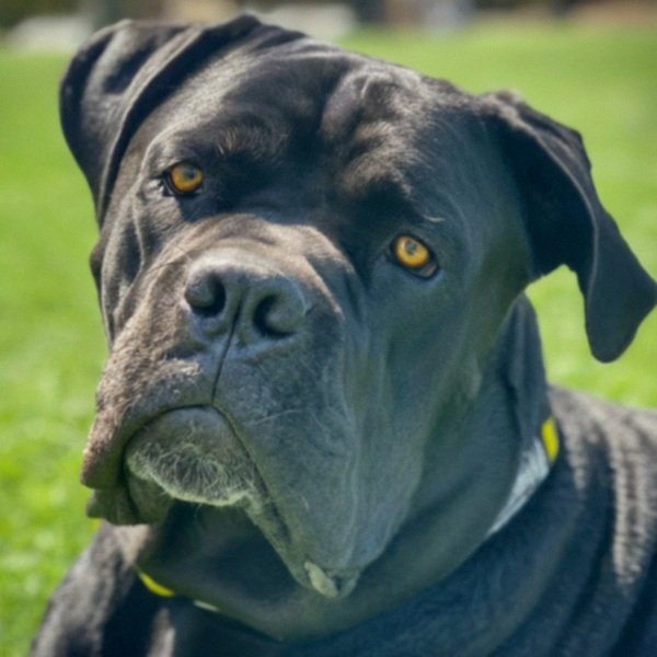 cane corso in Hollywood, California