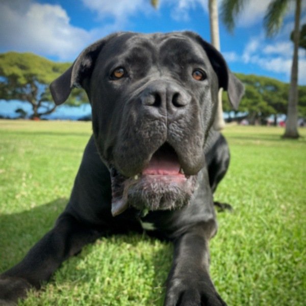 cane corso in Honolulu, Hawaii