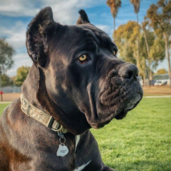 cane corso in Huntington Beach, California