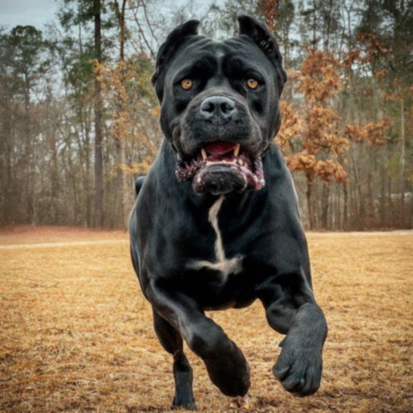 cane corso in Huntsville, Alabama