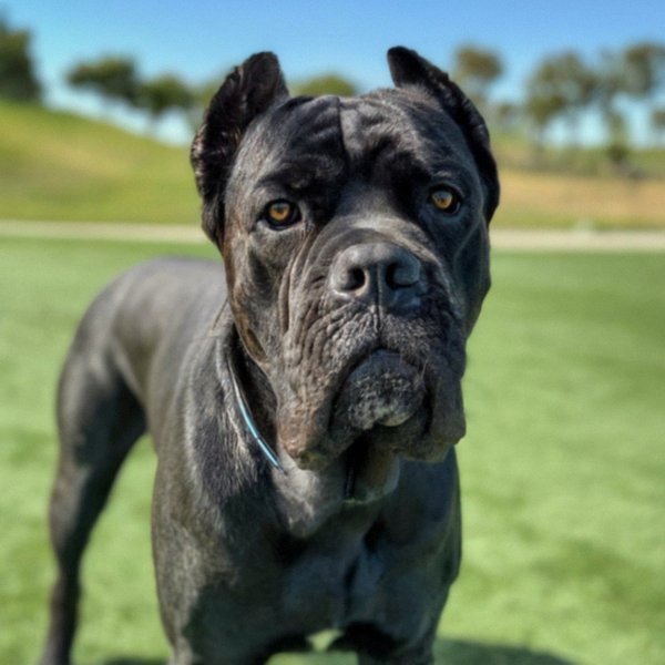 cane corso in Irvine, California