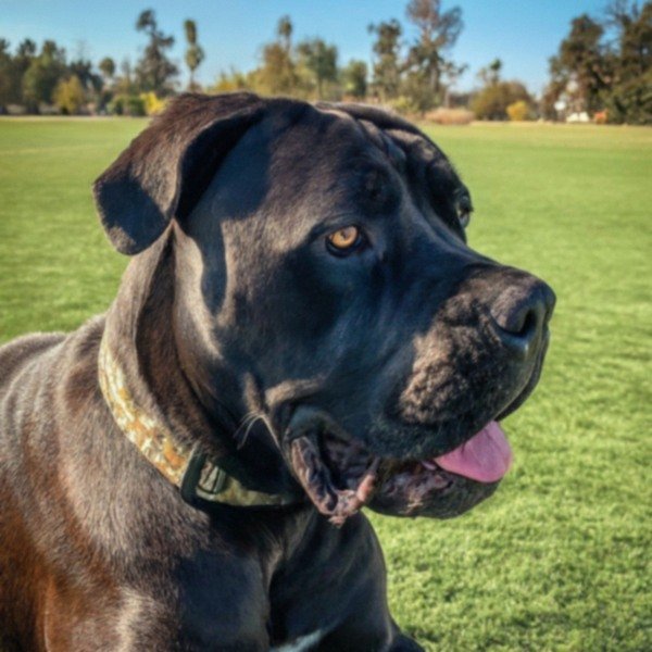 cane corso in Lancaster, California
