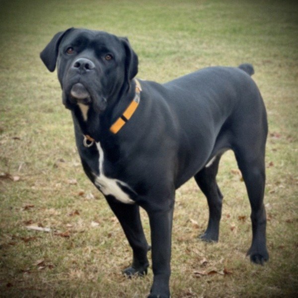 cane corso in Little Rock, Arkansas