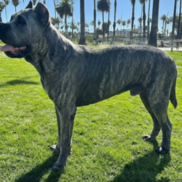 cane corso in Los Angeles, California