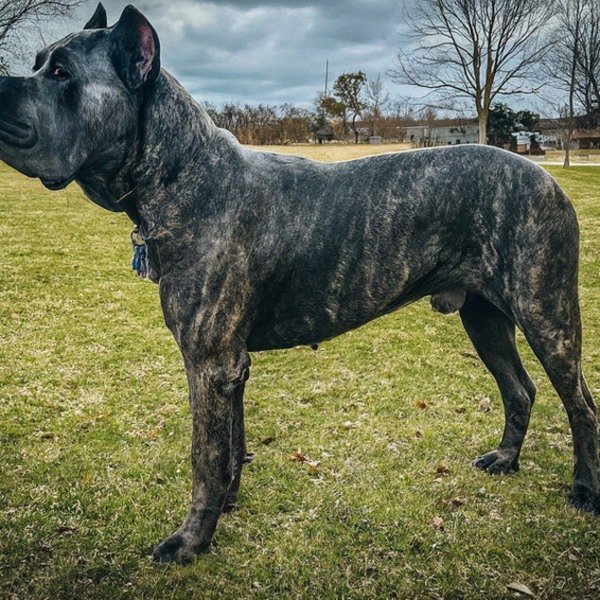 cane corso in Memphis, Tennessee
