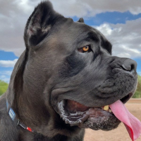 cane corso in Mesa, Arizona