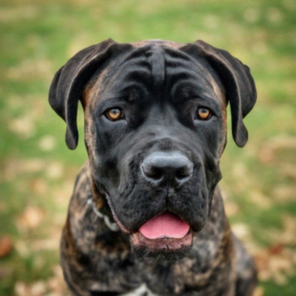 cane corso in Modesto, California