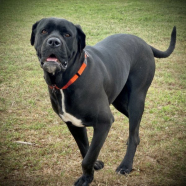 cane corso in Montgomery, Alabama