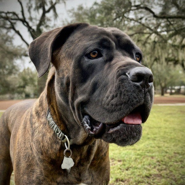 cane corso in New Orleans, Louisiana