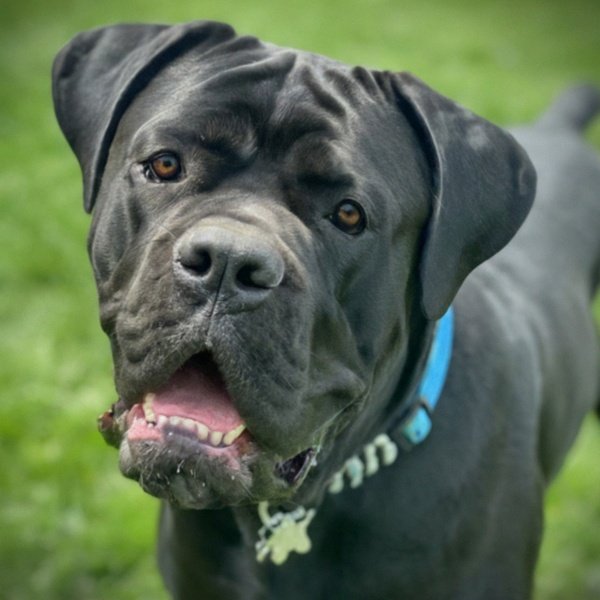 cane corso in Newark, New Jersey